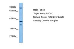 C1GALT1C1 Rabbit anti-Human, Polyclonal, Novus Biologicals 0.1 mL | Buy Online | Novus Biologicals | Fisher Scientific
